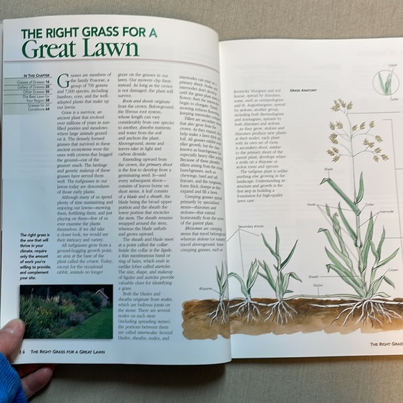 🌈2/$8 Orthos: All About Lawns - Picture 10 of 12